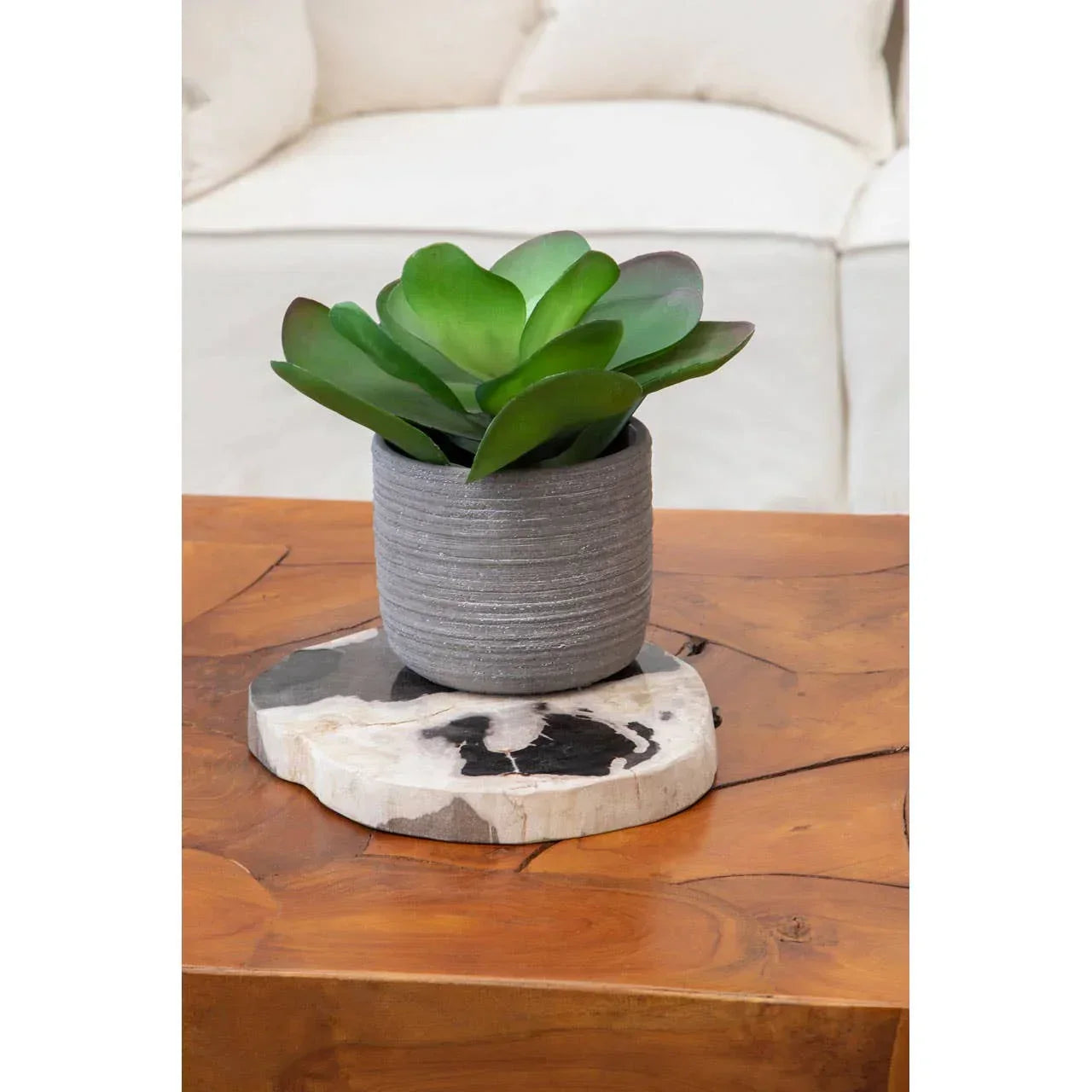 Succulent plant in grey pot on wooden coffee table with marble coaster, sofa background
