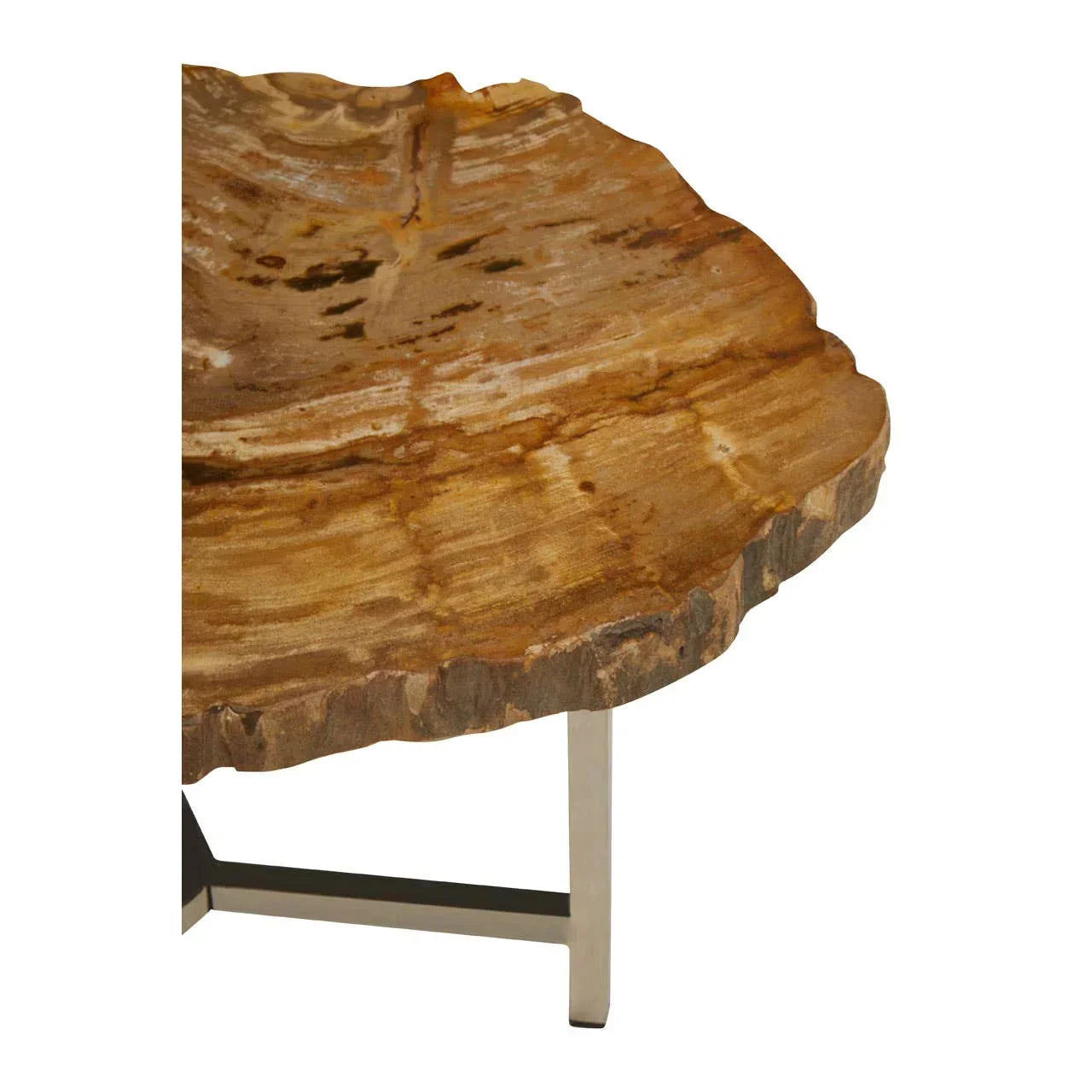 Petrified wood coffee table with polished natural top and metal legs, close view