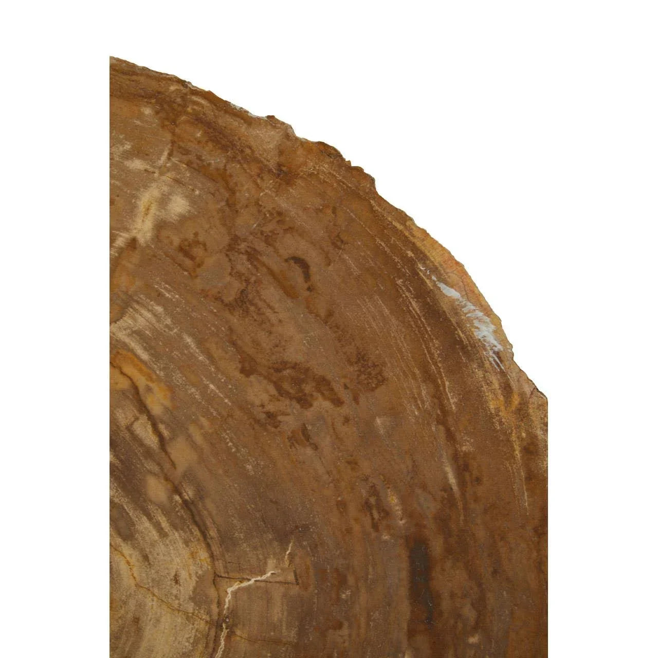 Polished petrified wood tabletop detail with natural brown grain and edge