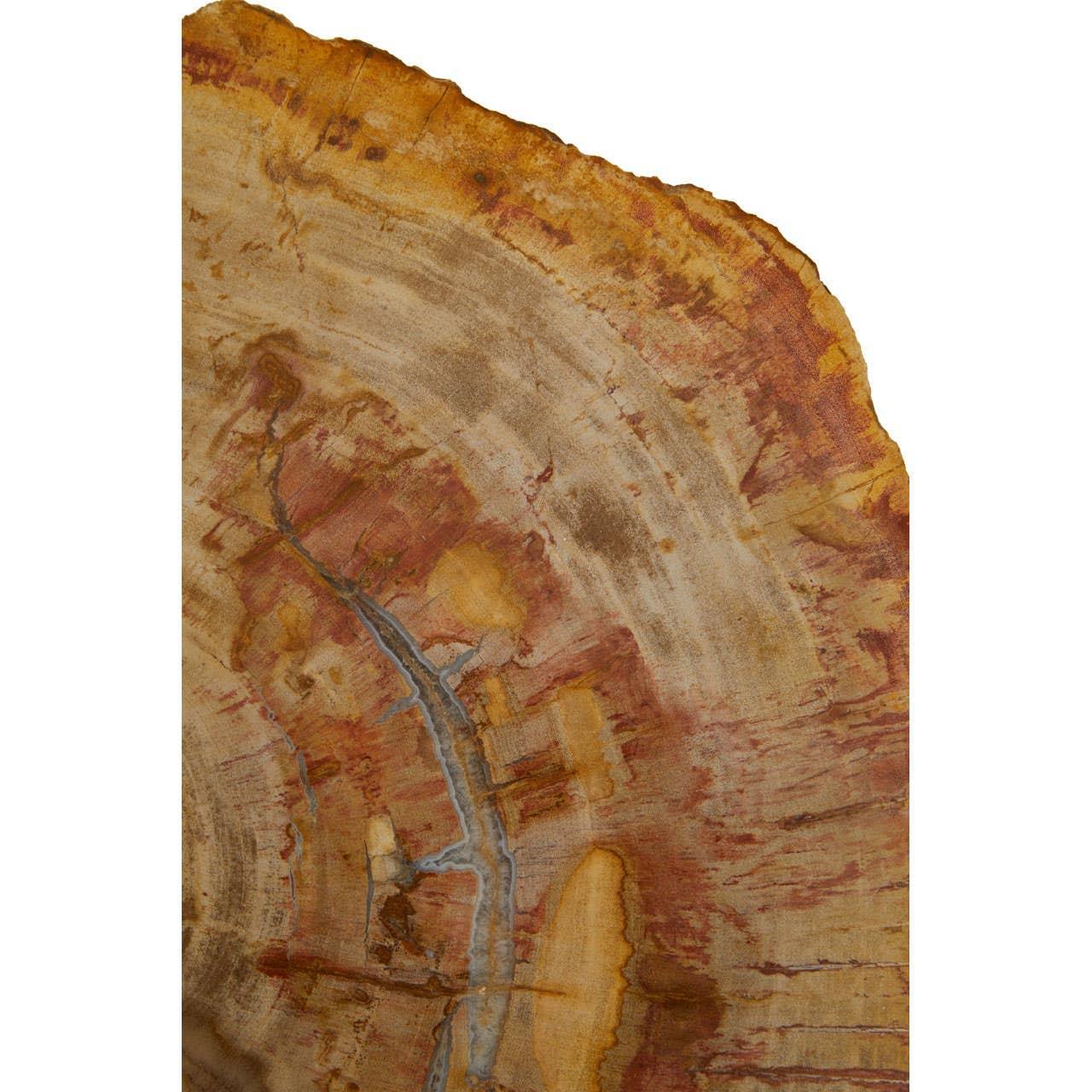 Petrified wood table top surface with natural grain patterns and warm brown tones