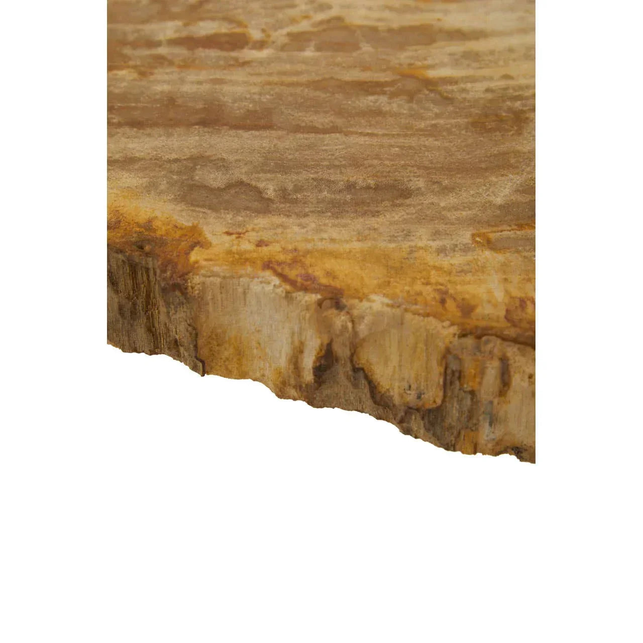 Close view of petrified wood table top with natural edge and brown beige tones