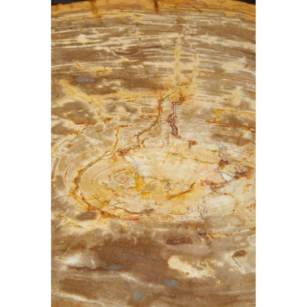 Close-up of round petrified wood tabletop showing natural grain and beige brown color variation