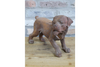Small Cast Iron Rusty Dog - 11481