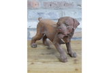 Small Cast Iron Rusty Dog - 11481