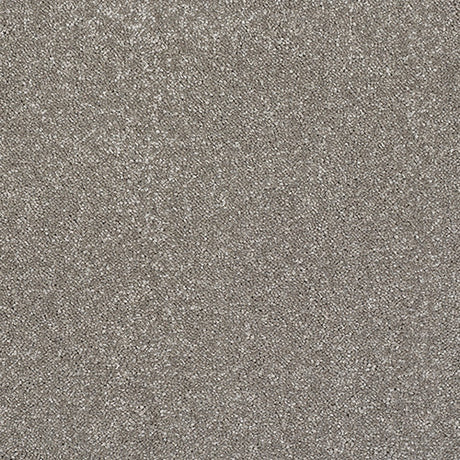 Stainfree Caress Mocha Carpet - Mocha / 2.5m