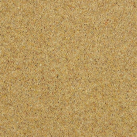 Charter Berber Deluxe Summer Sun Carpet - Summer Sun / 2.5m