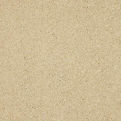 Velvet Dreams Double Cream Carpet - Double Cream / 2.5m