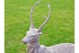 Concrete stag garden ornament with antlers on green lawn