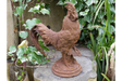 Cockerel (Sm/Rusty) - 2389