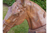 Horse Head - 4647