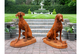 Rusty Pair Of Gun Dogs - 8839