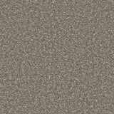 Apollo Plus Cinder Grey Carpet - Cinder Grey / 4m