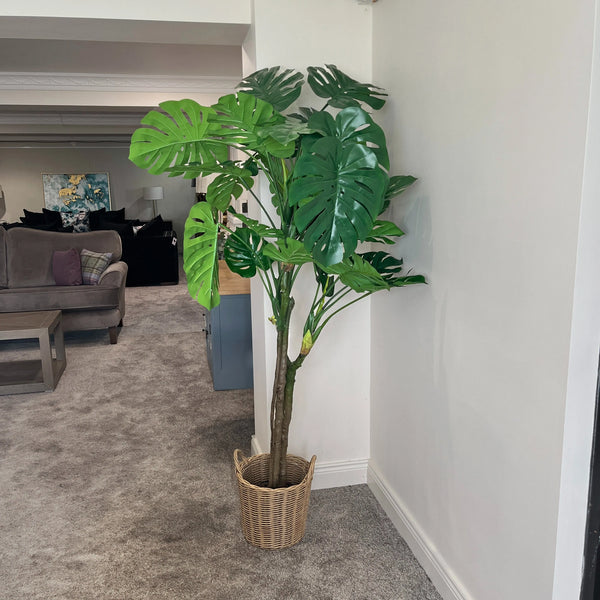 2m Artificial Monstera Plant in Pot (Set of 2)
