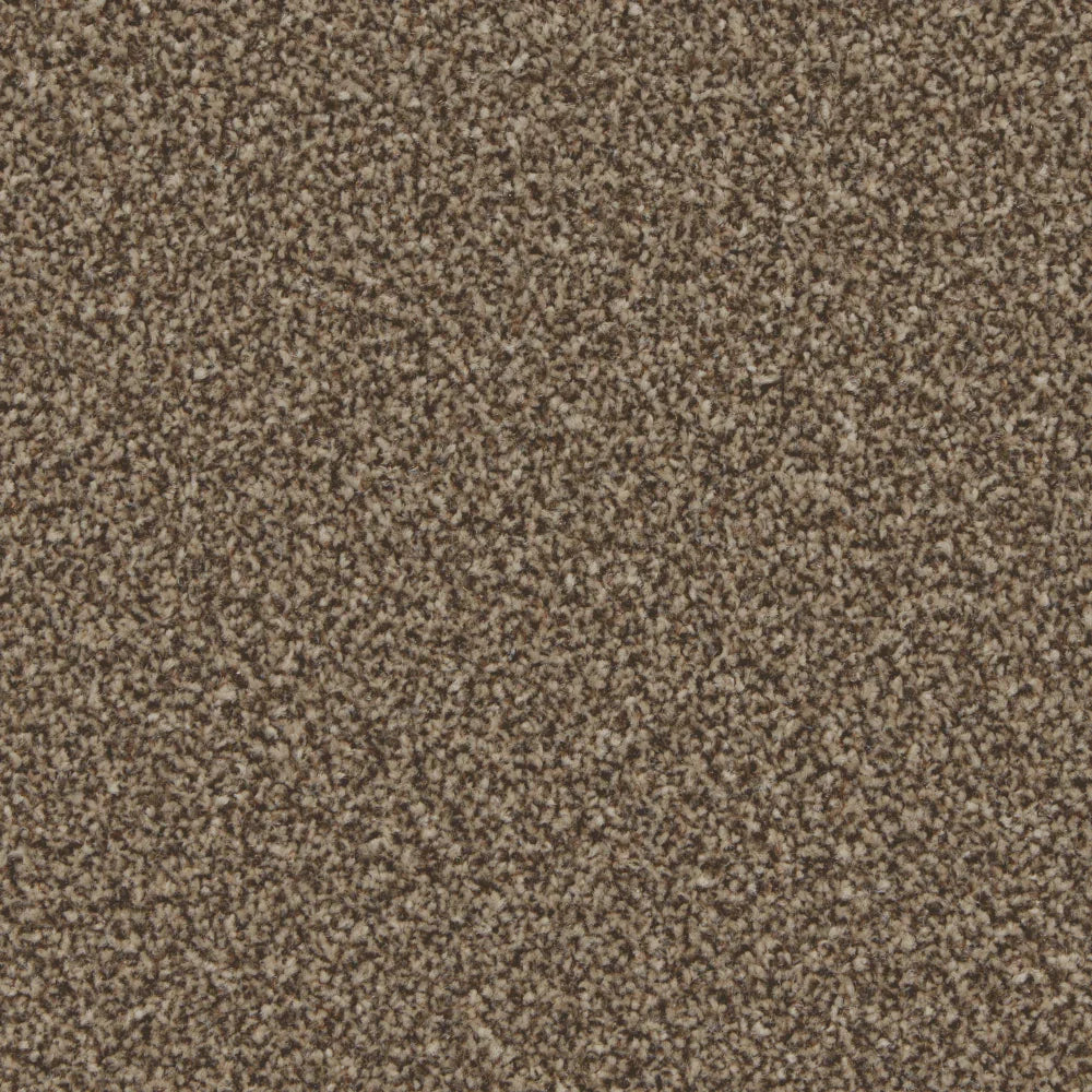 Kingston Mocha Carpet - Mocha / 4m
