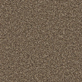 Kingston Mocha Carpet - Mocha / 4m