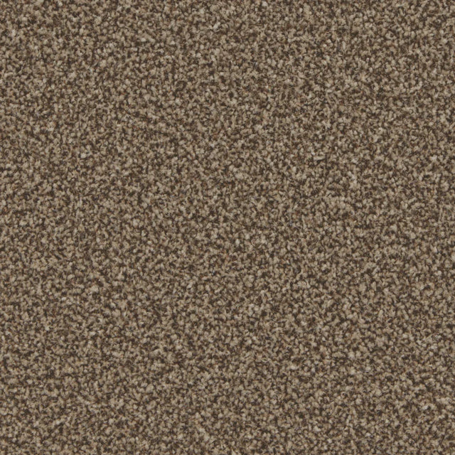 Kingston Mocha Carpet - Mocha / 4m