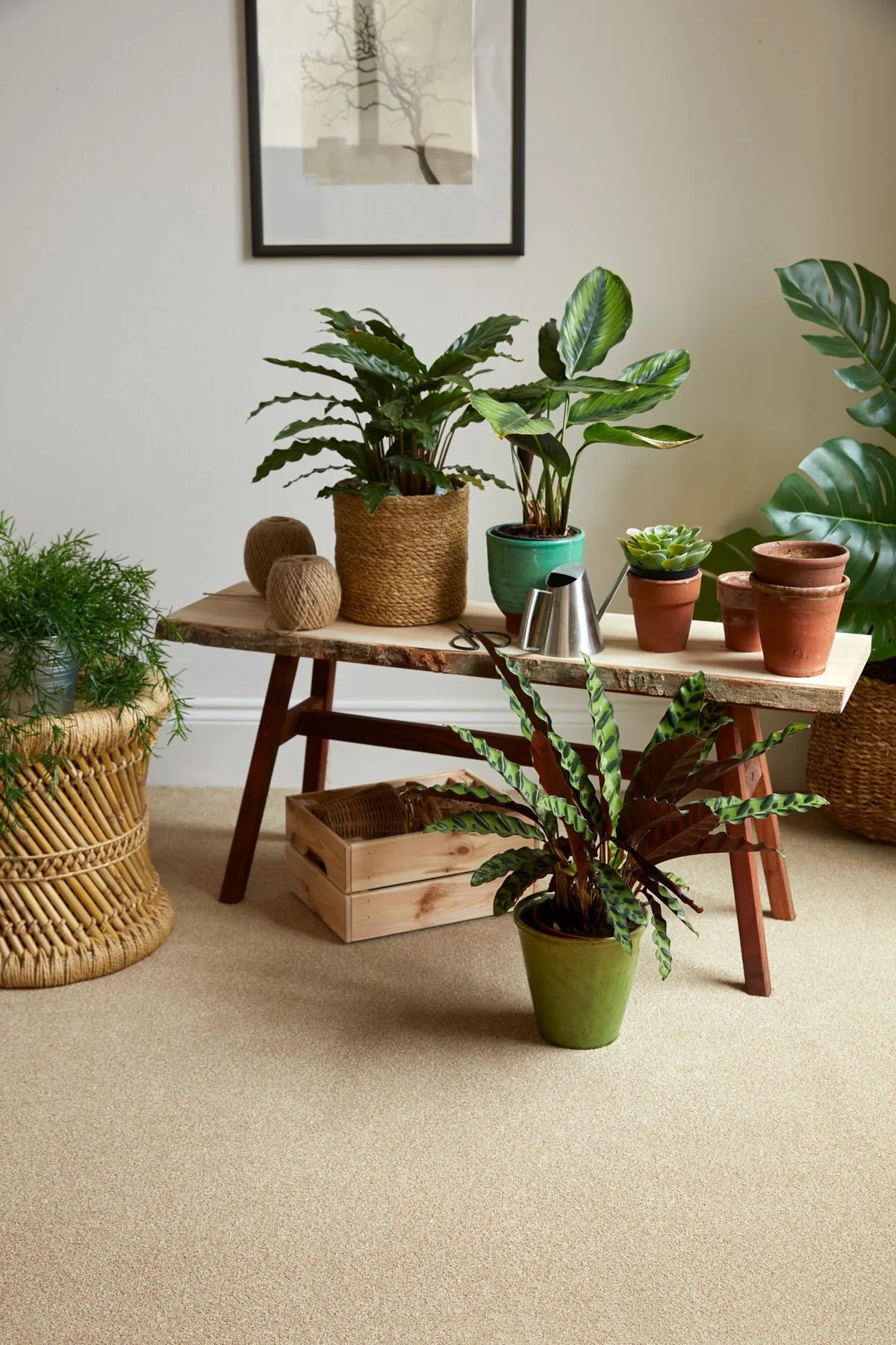 Light wood table with potted plants in terracotta and wicker pots, beige carpet flooring